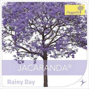 Rainy Day
