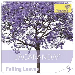 Falling Leaves
